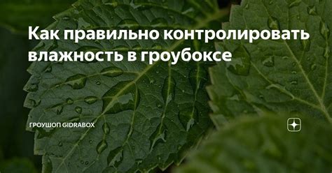 Шаг за шагом: как установить ДНК в гроубоксе