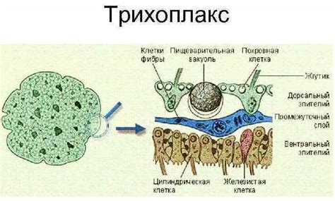 Шаг первый: создание основы губки