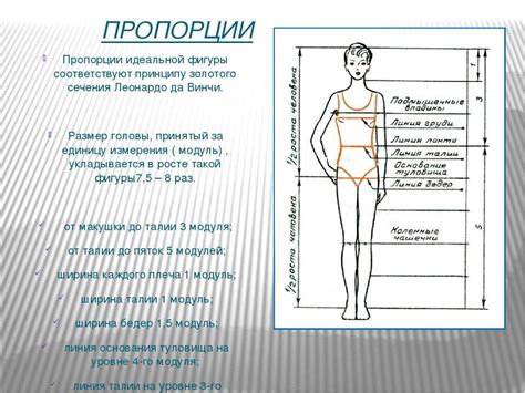 Шаг 1: Определение пропорций тела