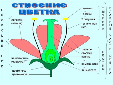 Шаг 1: Определение формы цветка