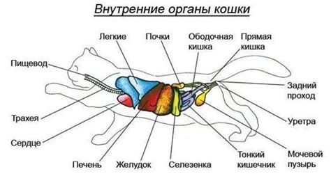 Шаг 1: Основные формы тела кошек