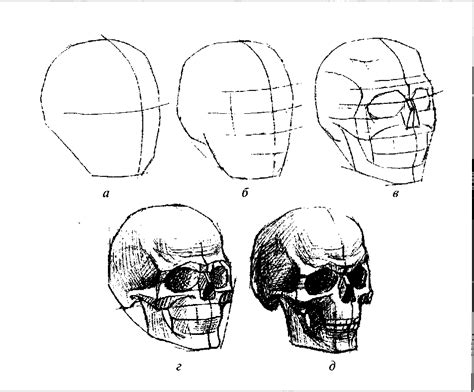 Шаг 2: Начертание основных форм черепа