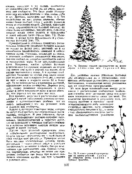 Шаг 2: Начертите основную форму дерева