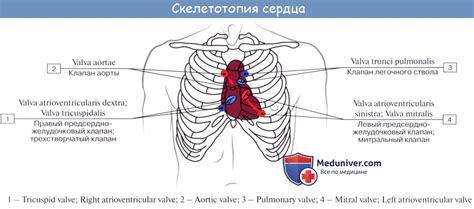 Шаг 2: Образование контура сердца