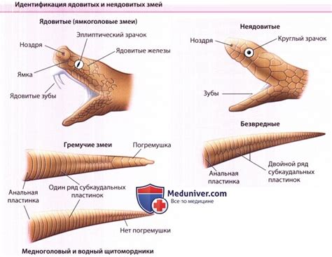 Шаг 2: Определение места и размера змеи