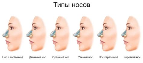 Шаг 2: Определение формы и положения носа