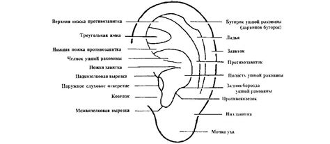 Шаг 2: Определение формы и размеров ушей