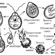 Шаг 2: Основные сорта растений для садовода