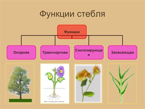 Шаг 2: Отрезание нижней части стебля