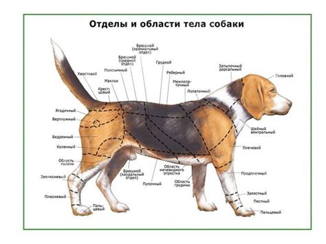 Шаг 2: Работа со пропорциями и формами тела собаки