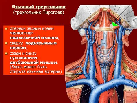 Шаг 2: Складывание шеи и головы