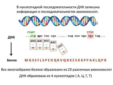 Шаг 2: Соберите данные о последовательностях ДНК