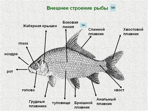 Шаг 2: Создание тела и хвоста рыбы