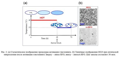 Шаг 2: Схематическое изображение картофеля