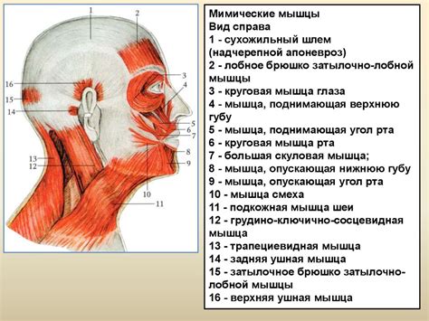 Шаг 2: Формирование головы и шеи