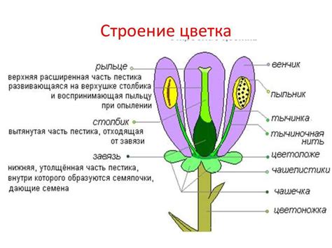 Шаг 3: Рисуем центральную часть цветка