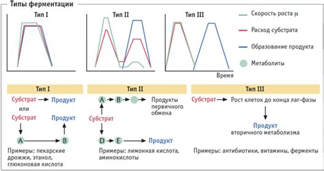 Шаг 3: Стадия ферментации