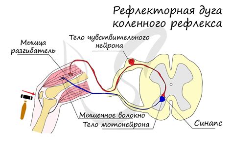 Шаг 3: Установите ПО Нвидиа рефлекс