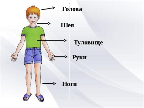 Шаг 3. Отдельные части тела: руки и ноги