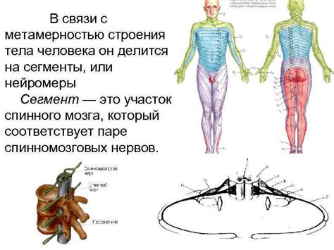 Шаг 4: Добавьте сегменты тела