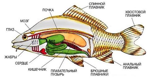 Шаг 4: Закрашиваем тело рыбы