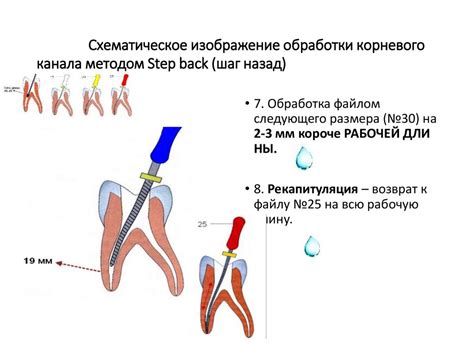 Шаг 4: Разделение корневого стебля