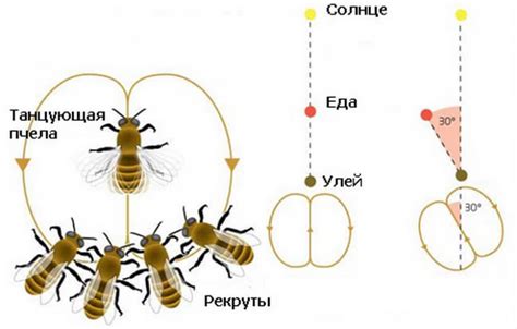 Шаг 4: Созревание и хранение