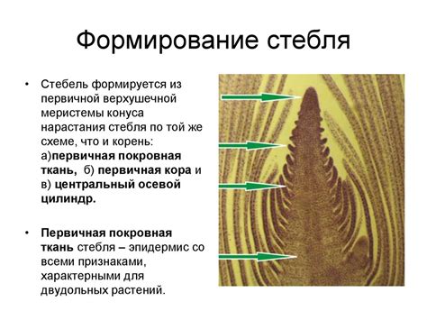 Шаг 4: Формирование стебля