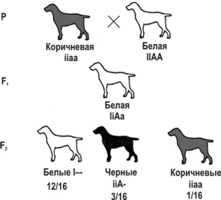 Шаг 5: Отображение окраски шерсти