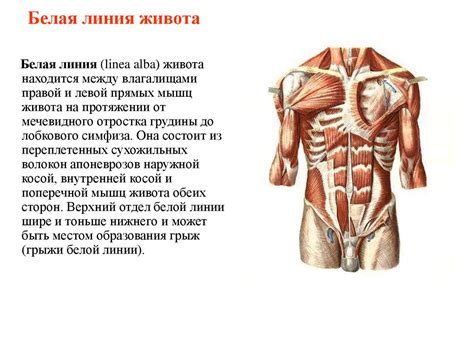 Шаг 5: Подробности туловища и опора