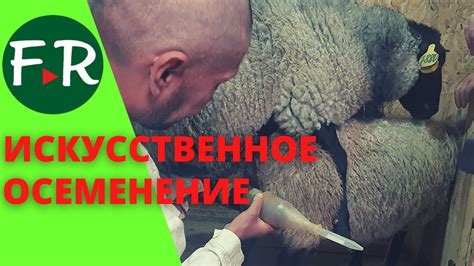 Шаг 6: Получение ресурсов от овец