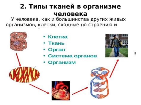 Шестая причина: обновление клеток и тканей организма