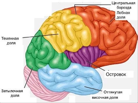 Эволюционная наследственность переднего мозга