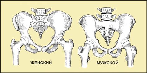 Эволюционная роль виляющих бедер у женщин