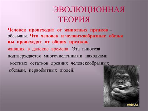 Эволюционная функция: следы предков или что-то больше?