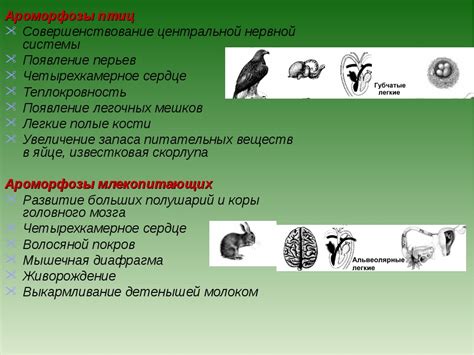 Эволюционное преимущество покрытосеменных