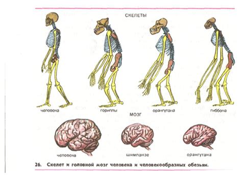 Эволюционное происхождение круглой головы