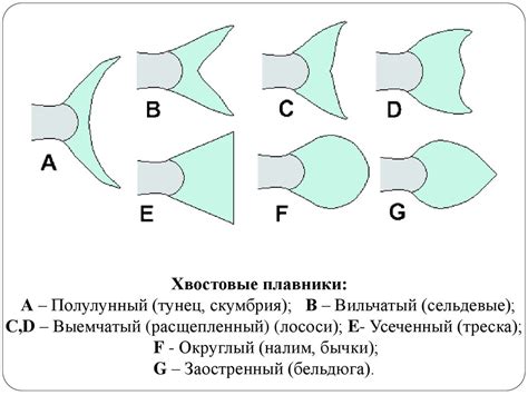 Эволюционные адаптации и особенности оплодотворения у разных видов рыб