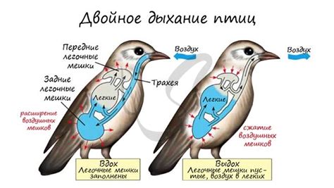 Эволюционные адаптации у птиц