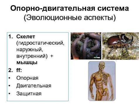 Эволюционные аспекты повторения движений