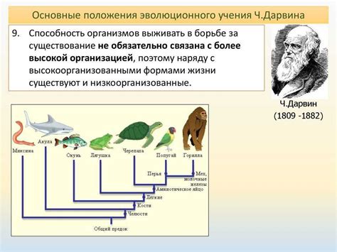 Эволюционные основы яркого самопроявления