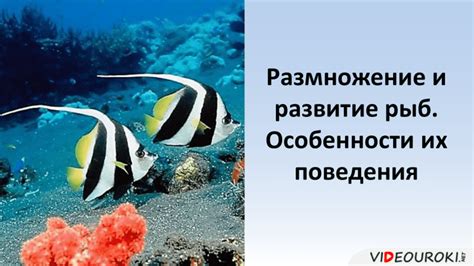 Эволюционные особенности поведения рыб