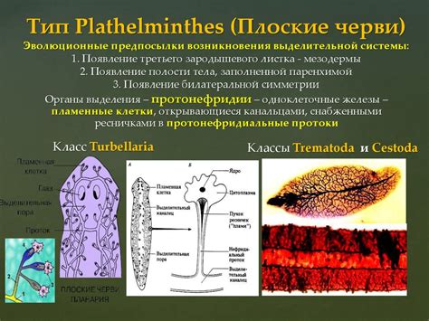 Эволюционные предпосылки возникновения щекотки: