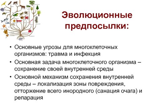 Эволюционные предпосылки и конвергенция