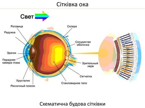 Эволюционные преимущества светящихся глаз