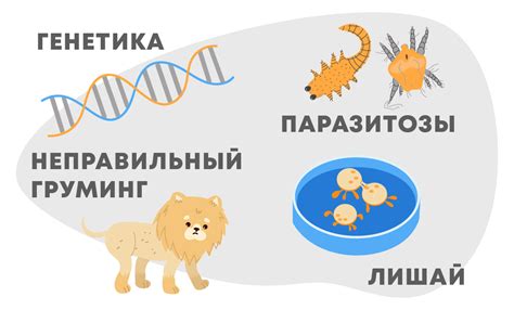 Эволюционный процесс у шпицев