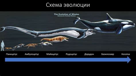 Эволюция глубокой глотки у китов