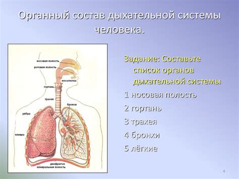 Эволюция дыхательных систем