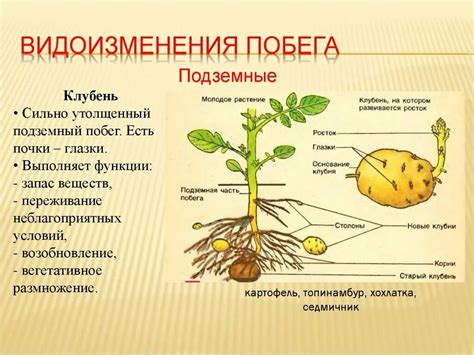 Эволюция клубня в видоизмененный побег