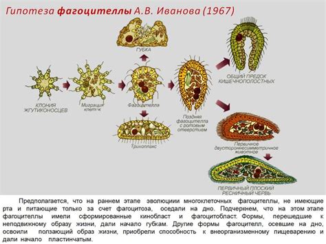 Эволюция многоклеточных организмов